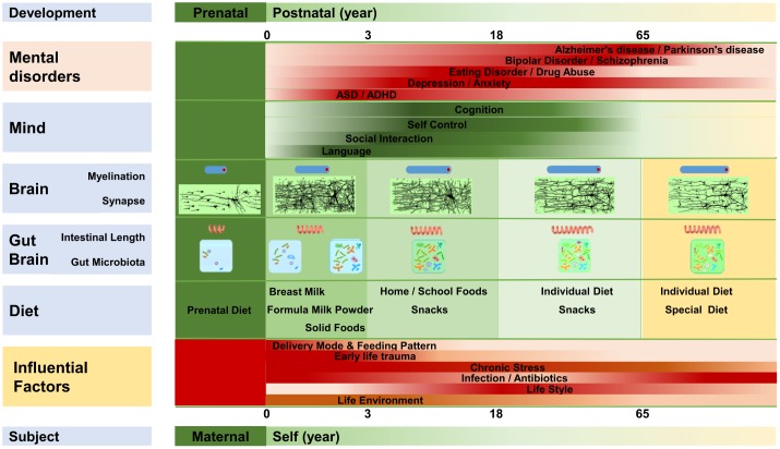 Progression of microbiota development